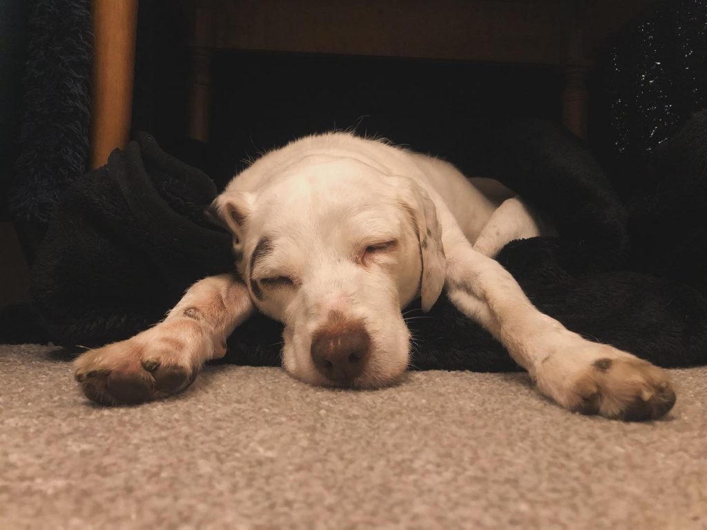 Adopt a Senior Dog
