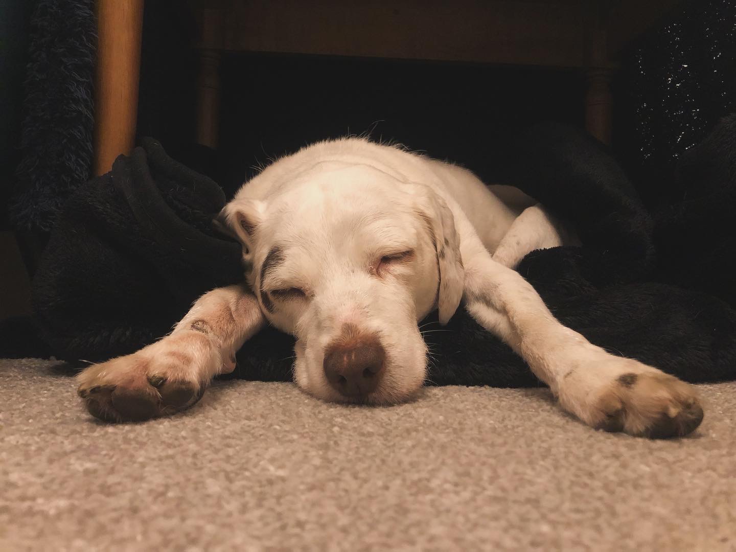 Adopt a Senior Dog