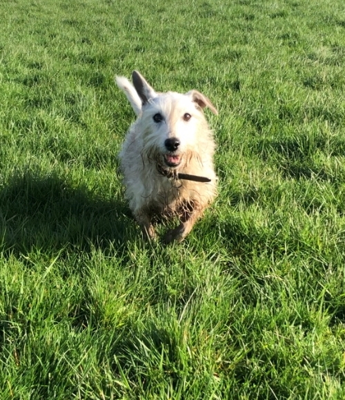 nipper