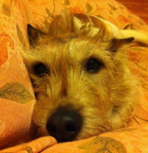 Senior Dog