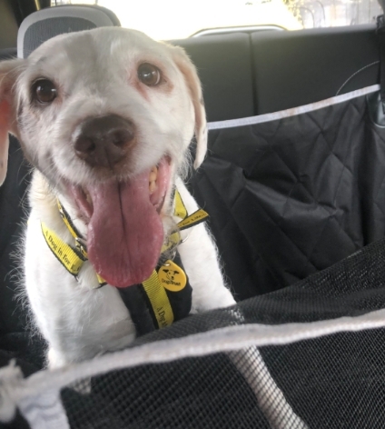 Senior Dog