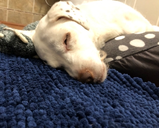 Sleeping Dog