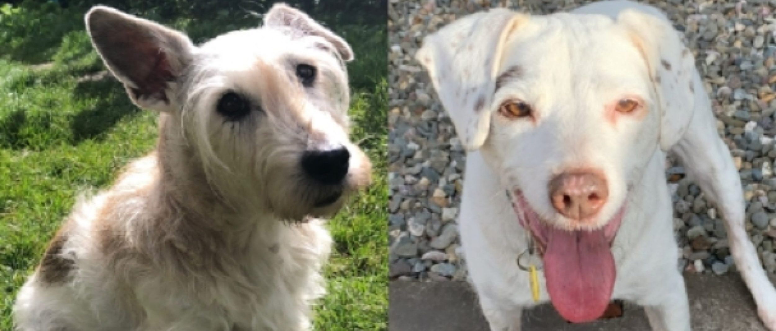 Senior Dogs